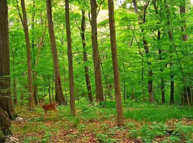 为什么老人和学生落入传销陷阱？