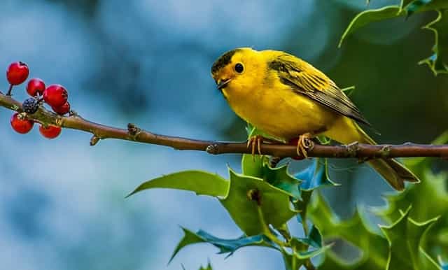 袖虎病猫攻略：怎么知道猫有没有怀孕