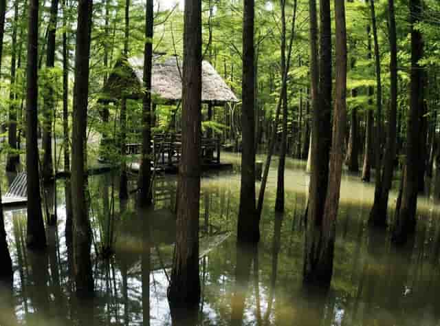 得了新型冠壮状病毒肺炎