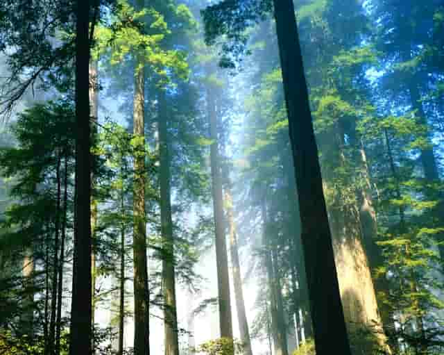 西比曼生物JPM大会：为癌症和自免疾病患者开发创新细胞疗法