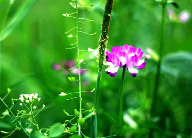 担心加盟宠物店无利可图？袖虎宠物告诉你行业真相!