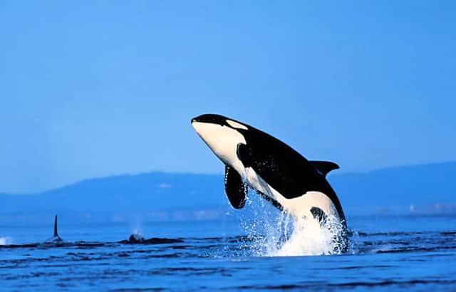 裙子穿起来舒服吗(短裤穿起来像裙子)