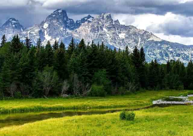 袖虎揭秘：病猫病狗也可能是过敏？要怎么做呢？