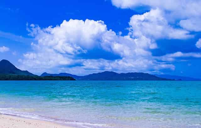 袖虎案例：猫鼻支还会容易死猫吗？