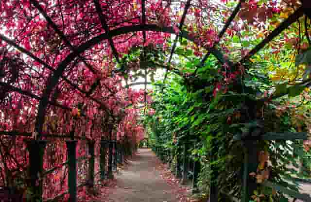 袖虎发现的骗子套路：领养宠物