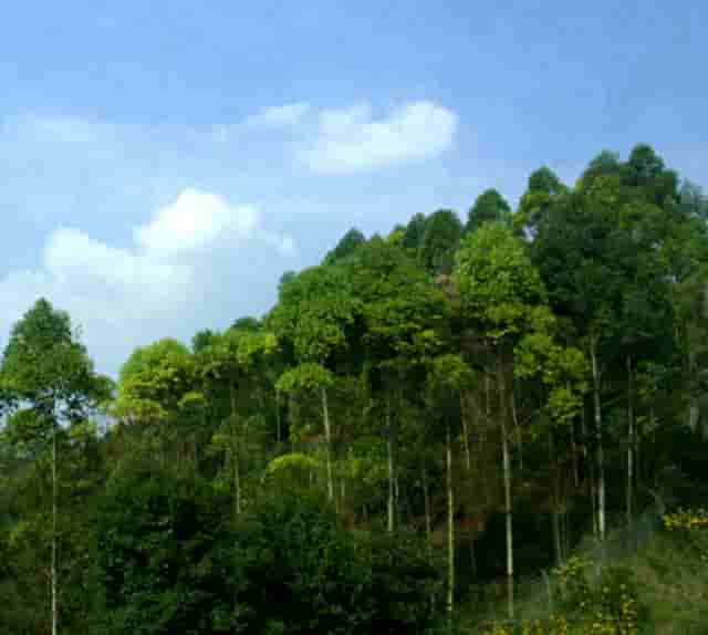 袖虎病狗攻略：狗狗身上有跳蚤怎么办