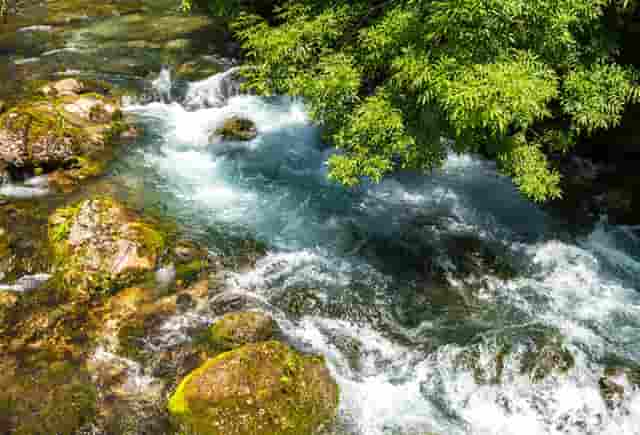 袖虎病猫攻略： 猫应激是怎么回事